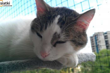 Siatki Kutno - Siatka sznurkowa na balkon dla kota dla terenów Kutna